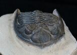 Bumpy Zlichovaspis Trilobite - Great Eye Facets #3758-4
